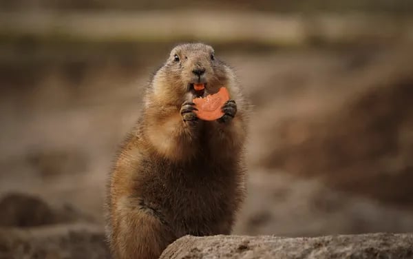 How Post Gopher Turns Any WordPress Blog Into a Lead Generation Machine (With a Twist) Cover